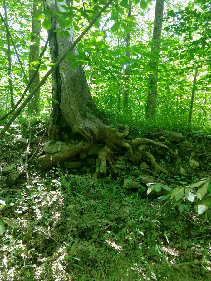 IMG_20180616_115346361_HDR